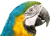 Bubbette: Blue and Gold Macaw