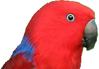 Mille: Female Eclectus Parrot