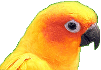 Plunky: Sun Conure Parakeet