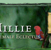Millie the Female Eclectus